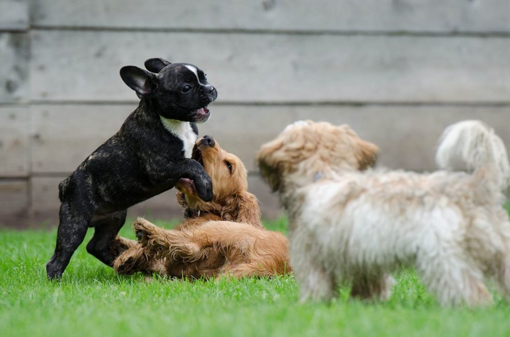 Puppies playing together