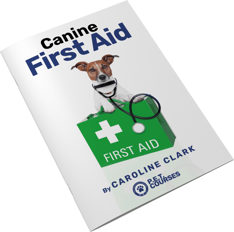 Pet First Aid: Using Disinfectants - Pet Education and Training Courses