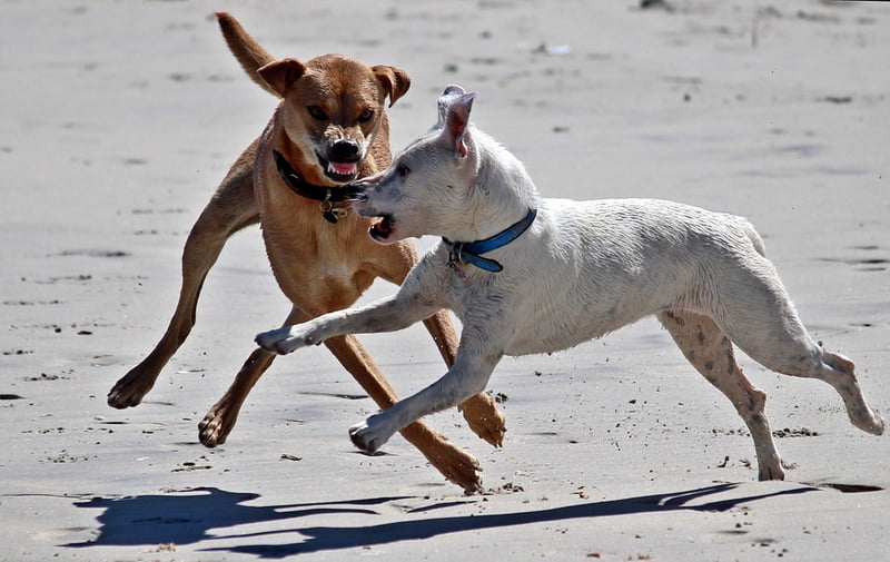 Dogs showing aggression to one another