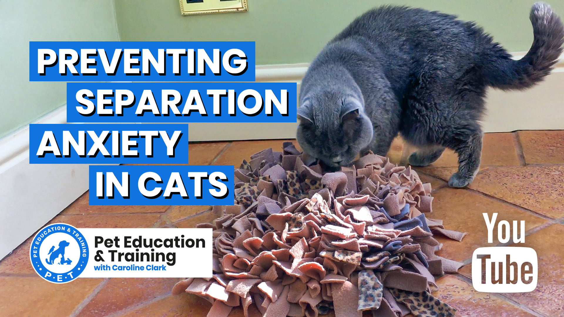 Preventing Separation Anxiety in Cats - Free Pet Education Resources