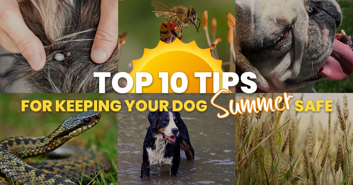 Top 10 Tips for Keeping Your Dog Summer Safe - Free Pet Education Resources