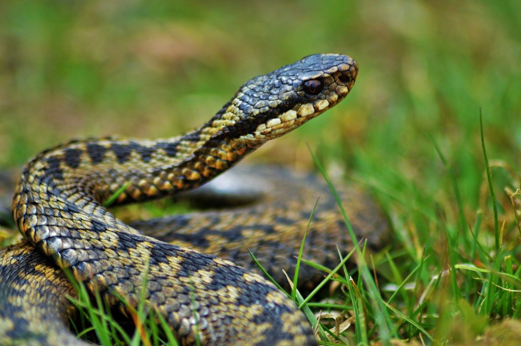 A European adder coiled up in the grass with it's head pointing upwards