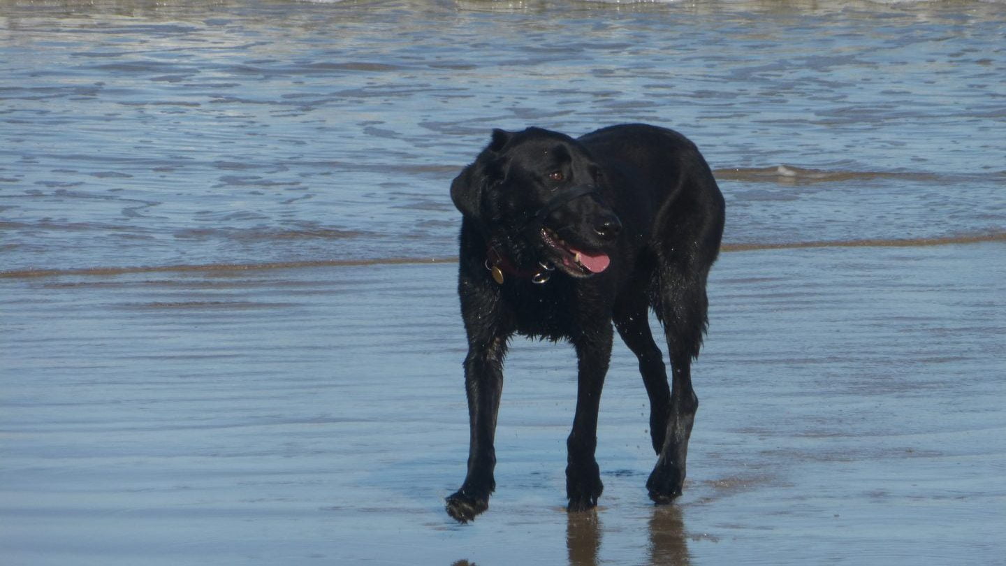 Dog panting on the beach on a sunny day