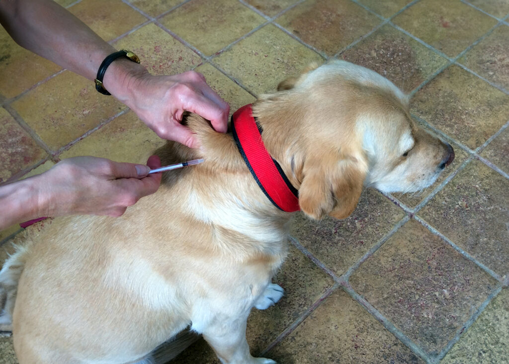 Dog being given an injection of insulin
