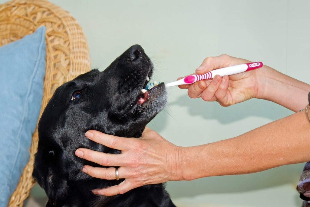 Dog getting his teeth brushed