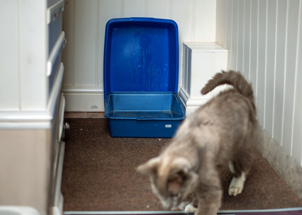 Cat walking away from urine sprayed stain outside of the litter box