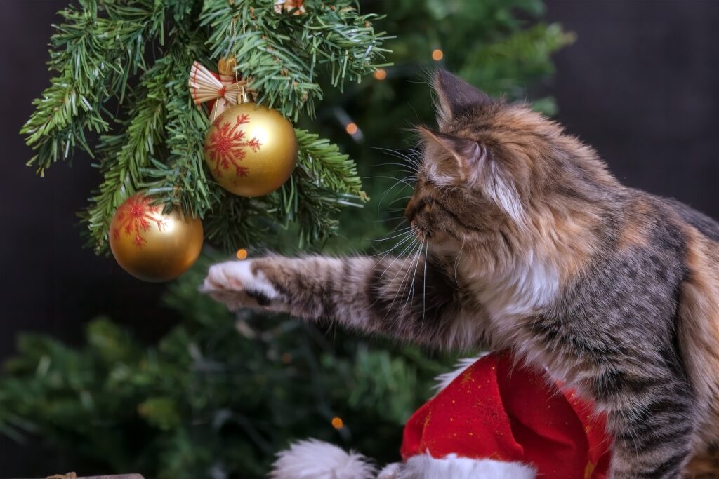 Cat pawing at a bauble attached to a Christmas tree