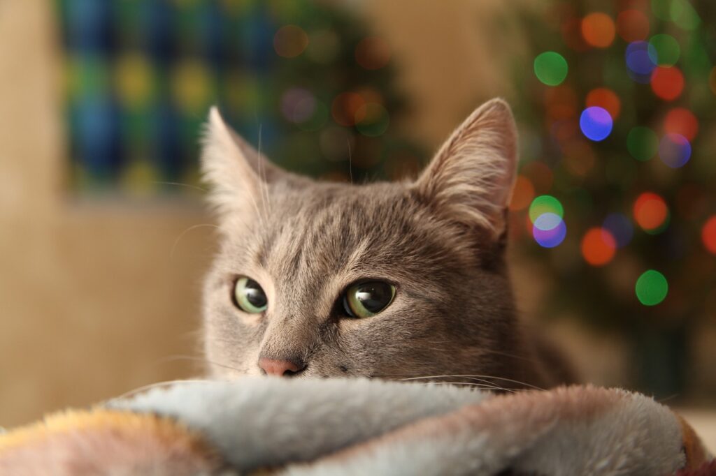 Cat looking stressful near Christmas tree