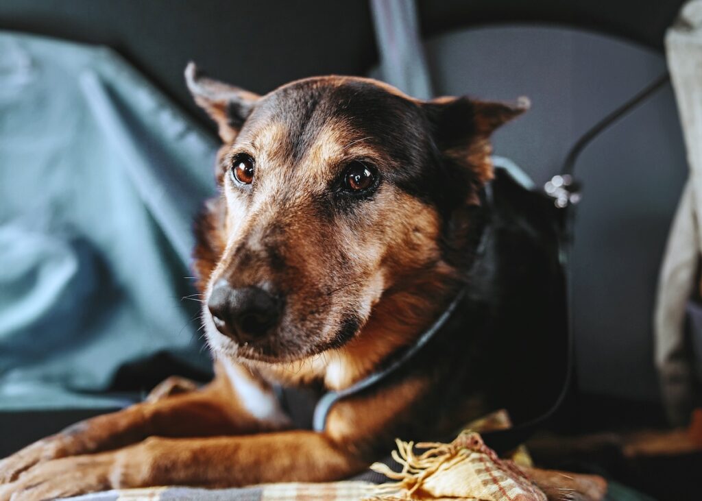 Dog looking anxious with a seatbelt on in the back of a car