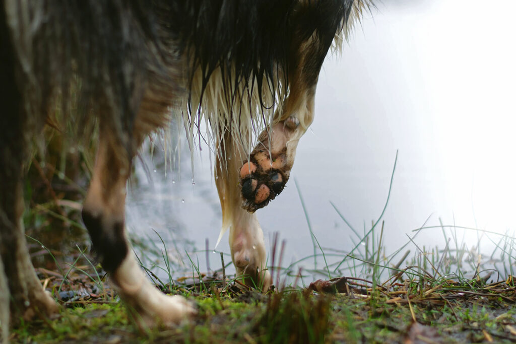 Dog on a walk holding it's paw up