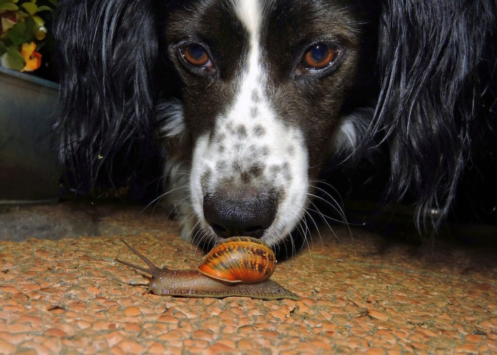 A dog sniffing a snail that is close to the camera lens.