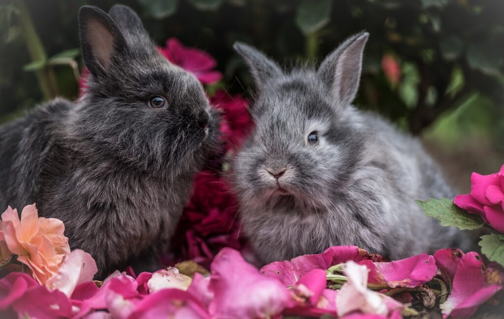 2 pet rabbits sat next to eachother on some fallen flowers