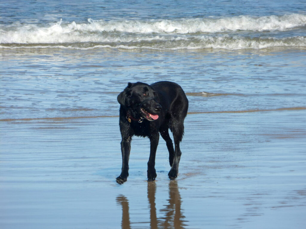 Dog on the beach panting in the sunshine