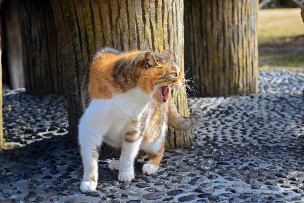 Cat hissing at something off-camera while outside