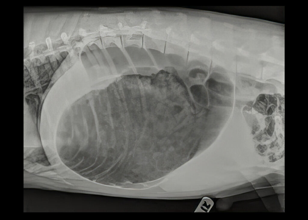 X-Ray of a dog showing bloat