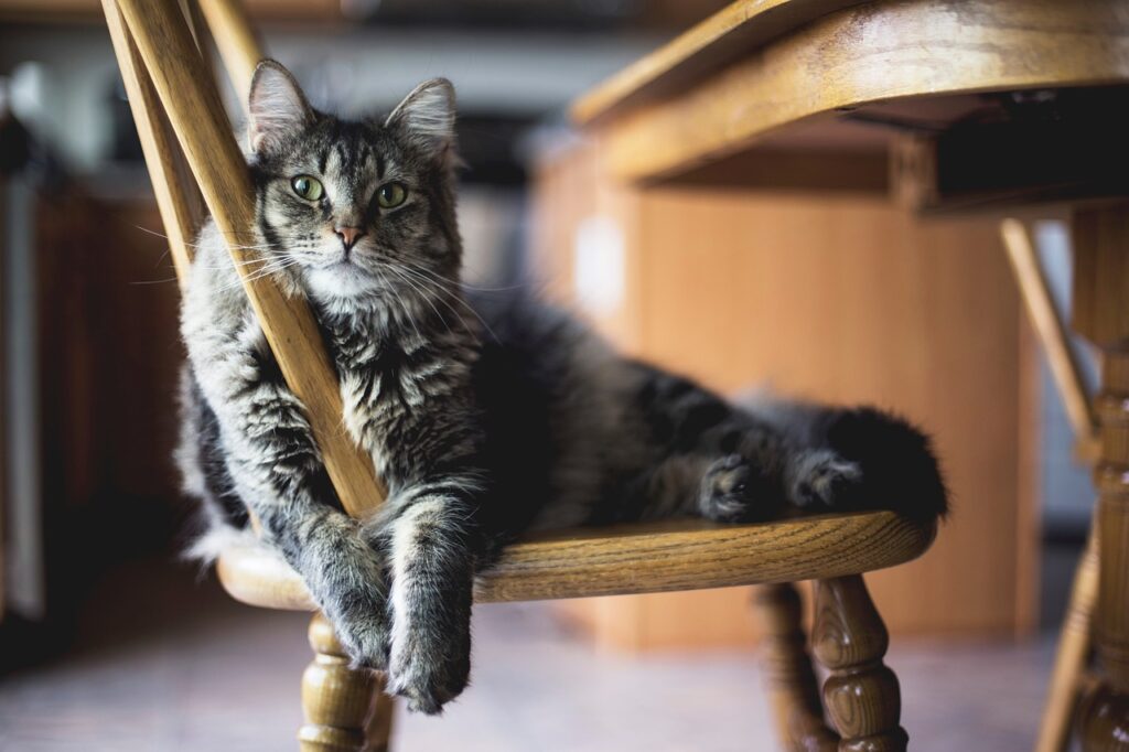 Old looking cat laying on a wooden chair with it's paws between the back rest dowels.