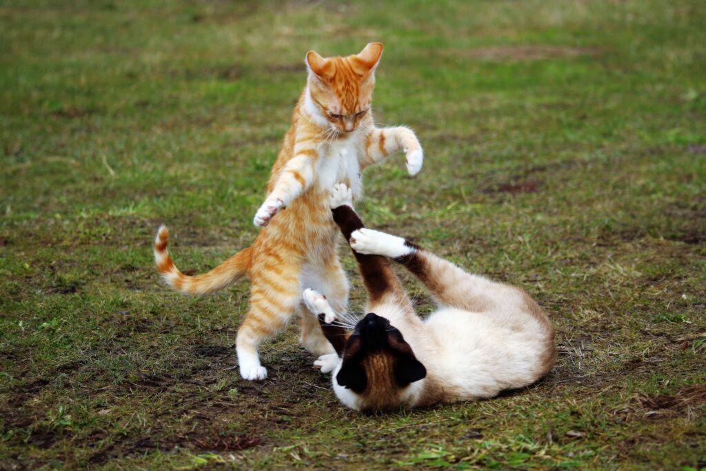 Two cats fighting on grass