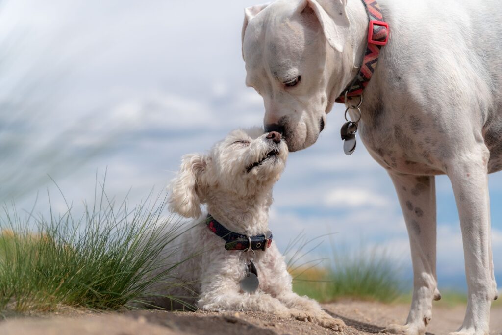 2 dogs introducing and sniffing eachother calmly.