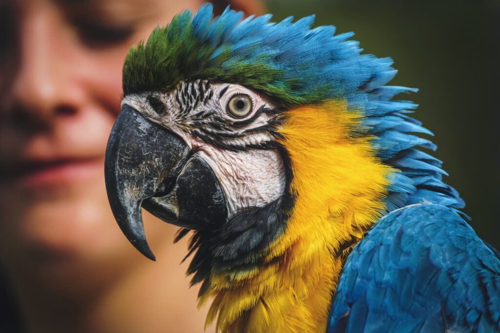 A parrot in focus in the foreground with it's owner looking at it in the background.