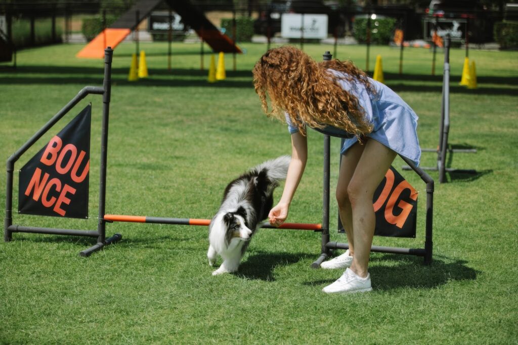 Dog jumping over agility fencing led by owner with treat